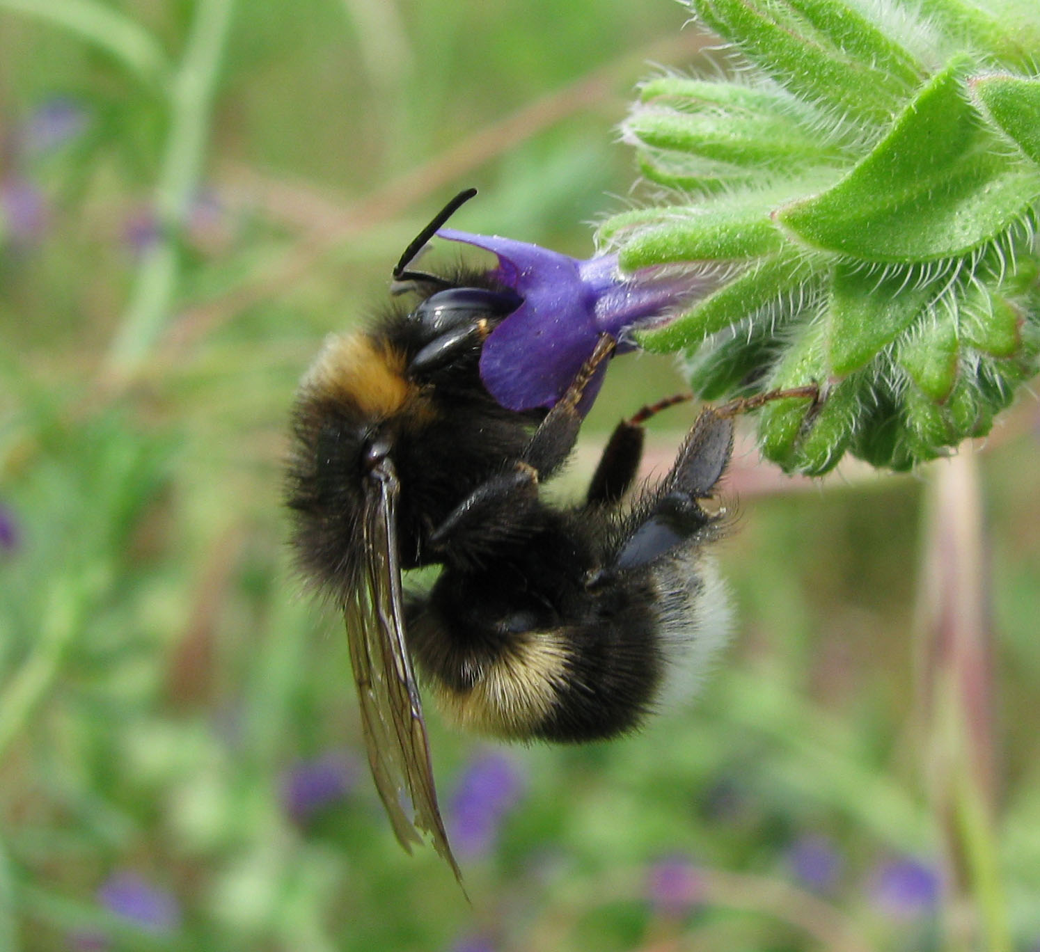 Bombus del gruppo terrestris.